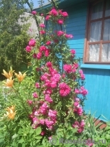 Excelsa Excelsa