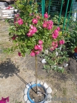 Super Excelsa Super Excelsa