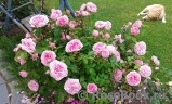 Gertrude Jekyll Gertrude Jekyll