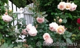 A Shropshire Lad A Shropshire Lad