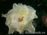 Irene Frain ® Irene Frain ®