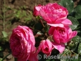 Baronesse Baronesse