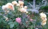 Crown Princess Margareta® Crown Princess Margareta®