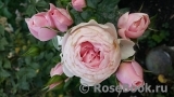 Hans Gonewein Rose Hans Gonewein Rose
