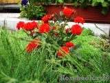 Orange Babyflor Orange Babyflor