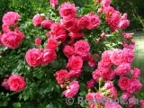 Rosarium Uetersen Rosarium Uetersen