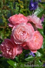 Kolner Flora Kolner Flora