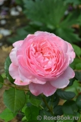 Kolner Flora Kolner Flora