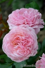 Kolner Flora Kolner Flora