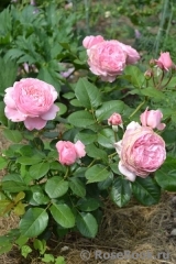Kolner Flora Kolner Flora
