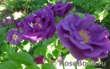 Rhapsody in Blue Rhapsody in Blue
