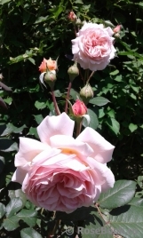 A Shropshire Lad A Shropshire Lad