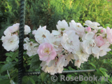 Perennial Blush