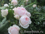 Hans Gonewein Rose Hans Gonewein Rose