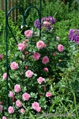 Starlet®-Rose Eva® Starlet®-Rose Eva®