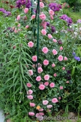 Starlet®-Rose Eva® Starlet®-Rose Eva®