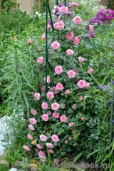 Starlet®-Rose Eva® Starlet®-Rose Eva®