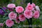 Starlet®-Rose Eva® Starlet®-Rose Eva®