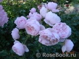 Hans Gonewein Rose Hans Gonewein Rose