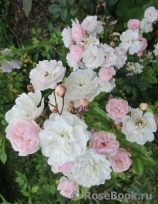 Annelies Annelies