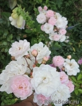 Annelies Annelies
