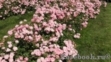Sommerwind