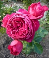 Ascot Ascot