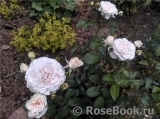 Great North Eastern Rose Great North Eastern Rose