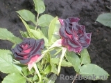 Black Beauty Black Beauty