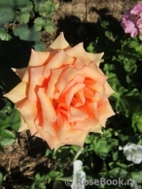 Ashram Ashram