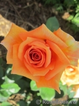 Ashram Ashram