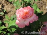 Augusta Luise Augusta Luise