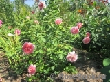 Jubilee Celebration® Jubilee Celebration®