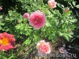 Jubilee Celebration® Jubilee Celebration®