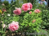 Jubilee Celebration® Jubilee Celebration®