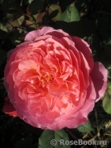 Laduree ® Laduree ®