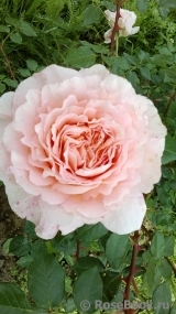 Abraham Darby Abraham Darby