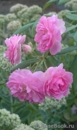 Fleur de Sardaigne Fleur de Sardaigne