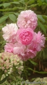 Fleur de Sardaigne Fleur de Sardaigne