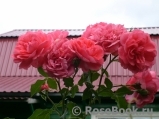 Rosarium Uetersen Rosarium Uetersen