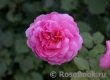 Princess Alexandra of Kent Princess Alexandra of Kent