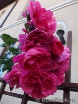Rosarium Uetersen Rosarium Uetersen