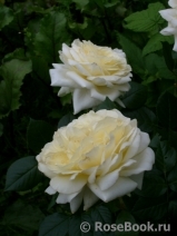 Elfe