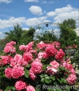 Rosarium Uetersen Rosarium Uetersen