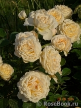 Cream Abundance Cream Abundance