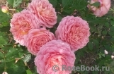 Jubilee Celebration® Jubilee Celebration®