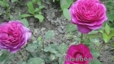 Heidi Klum Rose Heidi Klum Rose