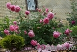 Alan Titchmarsh Alan Titchmarsh