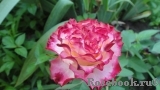 Spanish Dancer Spanish Dancer