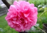 Princess Alexandra of Kent Princess Alexandra of Kent